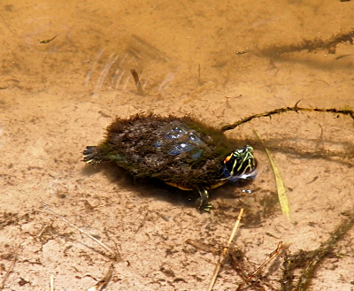 [One small turtle has so much moss growing on it that one can not see the shell. Only the little legs and head are visible. The head has distinct yellow stripes on it so it is quite visible.]